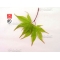 acer palmatum seeds koreanum