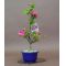 rhododendron tateyama no mai ref : 280501423