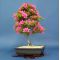 VENDU rhododendron korin  ref :31050145