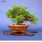 juniperus chinensis itoigawa ref23070142