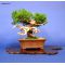 VENDU juniperus chinensis itoigawa ref230701411