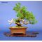 juniperus chinensis itoigawa bonsai ref: 230701413