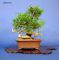 juniperus chinensis itoigawa ref230701415