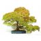 acer palmatum seigen bonsai ref: 01090141