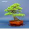 VENDU Pinus pentaphylla ref 10090144