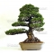 Five needle Japanese pine ref: 24110149