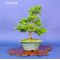 buxus harlandii bonsai ref :13100143