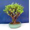 Crassula ovata bonsai ref 13100148