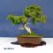 juniperus rigida ref:05120141