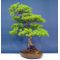PINUS PENTAPHYLLA bonsai ref: 1201151