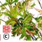 Acer palmatum 'Butterfly' en godet