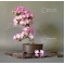 rhododendron l. mangetsu ref :22050110