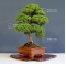 juniperus chinensis itoigawa ref :05040155