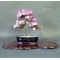 rhododendron l. mangetsu ref :220501532