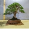 juniperus chinensis itoigawa bonsai ref: 11090151