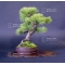 Pinus pentaphylla bonsai ref: 15040152
