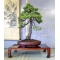 VENDU Pinus pentaphylla ref: 12040153