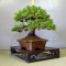 Pinus pentaphylla bonsai ref: 10040158