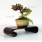 cotoneaster m. variegata ref : 9100157