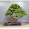Pinus pentaphylla bonsai ref: 10040157