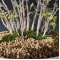 acer buergerianum 'miyasama' bonsai ref : 24020162