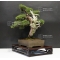 juniperus chinensis itoigawa ref 26100162