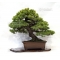 Pinus pentaphylla bonsai ref: 19100163