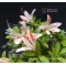 Rhododendron variété sachi no tsukasa ref:24050175