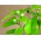 60 pseudocamelia japonica seeds