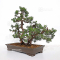 Juniperus chinensis itoigawa 02070185
