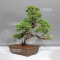 VENDU    juniperus chinensis itoigawa ref 30080235