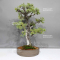 Juniperus rigida 07011237