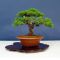 VENDU juniperus chinensis itoigawa ref :12010154