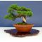 juniperus chinensis itoigawa ref :12010155