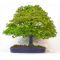 Acer palmatum arakawa 1609093