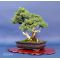 juniperus rigida bonsai ref:10120141