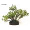 Five-needle Japanese pine bonsai ref 16110121