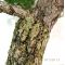pinus pentaphylla bonsai ref 07120113