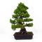 Five-needle Japanese pine bonsai ref: 23110124