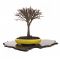 Zelkova serrata bonsai ref: 14040132