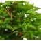 Acer palmatum shishigashira ref : 12030143