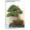 France bonsai N°101