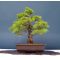 Pinus pentaphylla du Japon ref : 30040141
