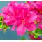 VENDU rhododendron hoshi no kagayaki 180601416