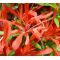 rhododendron l. kinsai ref 080601418