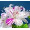 Rhododendron kami no yama kirin 180601420