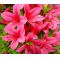 rhododendron korin  ref :31050145