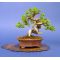 juniperus chinensis itoigawa ref23070145
