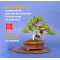 juniperus chinensis itoigawa bonsai ref: 230701412
