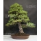 pinus pentaphylla zuisho bonsai ref: 14100143